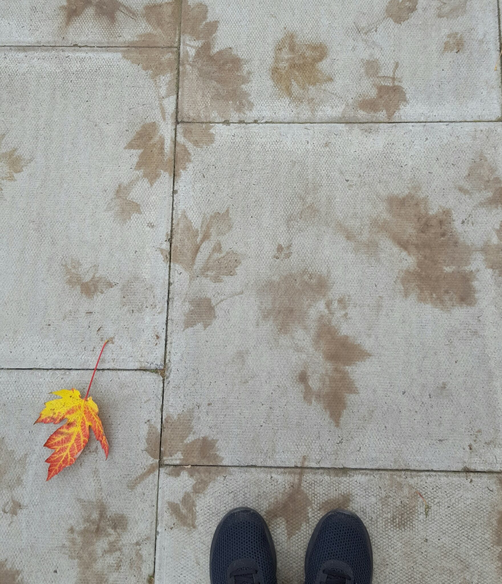 Autumn leaves imprint