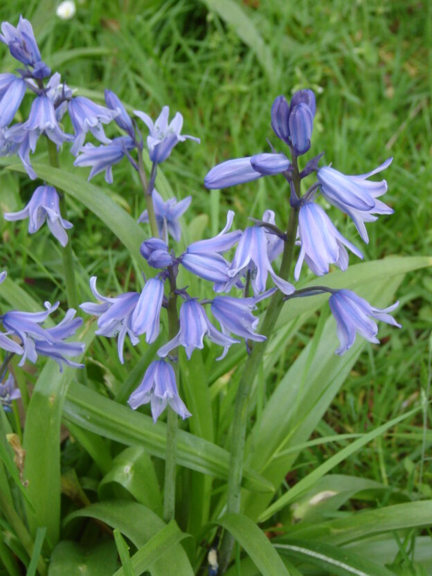 bluebells