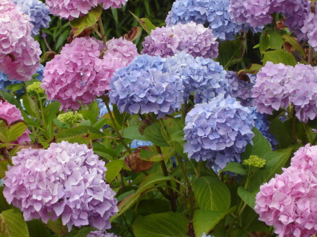 hydrangea