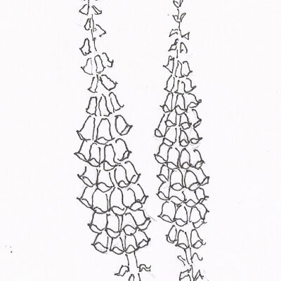 my illustration of foxgloves